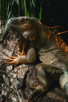 Green iguana basking on a tree branch in sunlight
