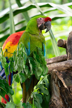 Vibrant scarlet macaw perched in tropical setting