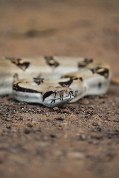 Central American boa on a forest floor