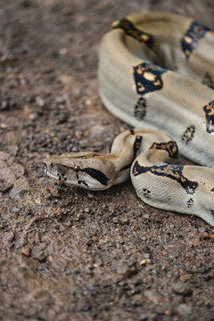 Central American boa resting on rocky terrain