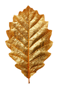 Golden Oak Leaf with Textured Veins