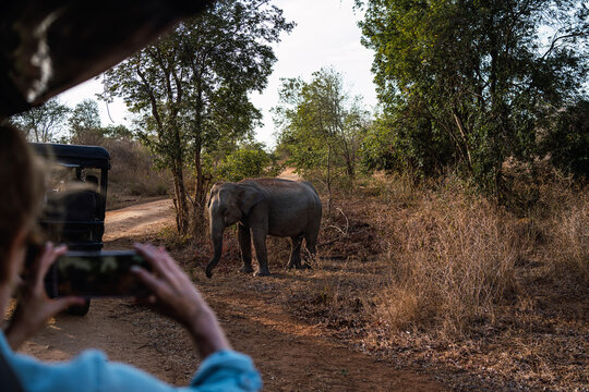 Elephant spotted during a safari in Sri Lankan wilderness