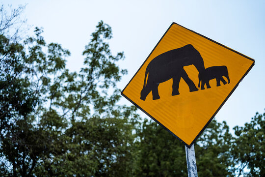 Elephant crossing warning sign in Sri Lanka's lush landscape