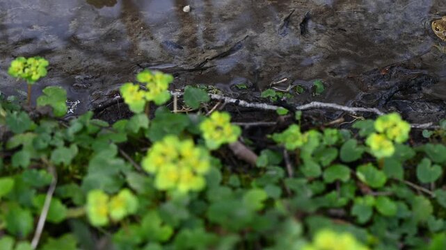 Real Time of One common toad in water outdoors in spring. Bufo bufo in Switzerland. Panning.