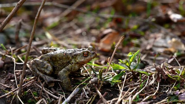 Real Time of One common toad in the forest outdoors in spring. Bufo bufo in Switzerland. Zoom in.