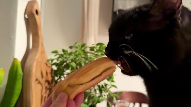 A funny and curious black cat is caught in a moment of stealing and eagerly eating a sweet French pastry eclair. A humorous shot, perfect for a commercial pet food advertisement or blog post about fel