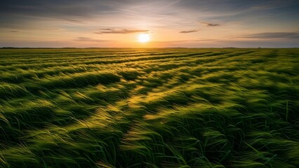 wheat field at sunset