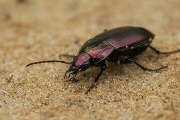 Shiny metallic brown ground beetle, Poecilus cupreus Walk on Sand, Macro Shot of Insect with Iridescent Colors