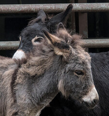 awesome donkeys are grooming and rubbing themselves