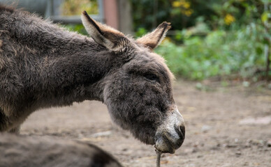 awesome donkeys are grooming and rubbing themselves