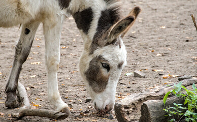 A cute brindled donkey makes funny poses and faces
