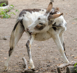 A cute brindled donkey makes funny poses and faces