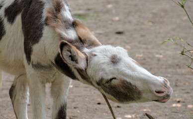 A cute brindled donkey makes funny poses and faces