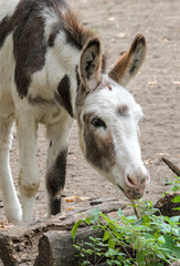A cute brindled donkey makes funny poses and faces