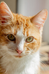 Portrait of a red cat with green eyes, close-up