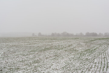 Misty plowed field with light snow cover and subtle green grass peeking through, distant birch trees fading into fog under a hazy gray sky. Serene early winter rural landscape.