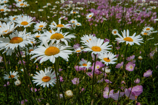 springtime, featuring Becky Shasta Daisies and other wildflowers
