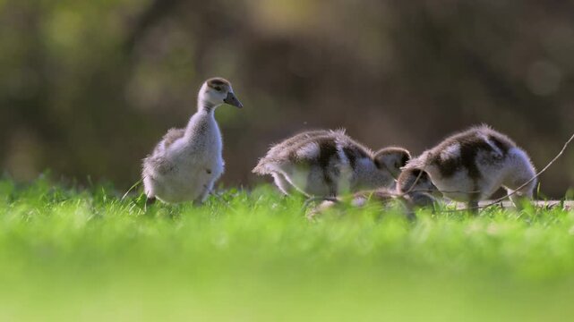 Baby Egyptian Goose goslings walking around and eating grass.