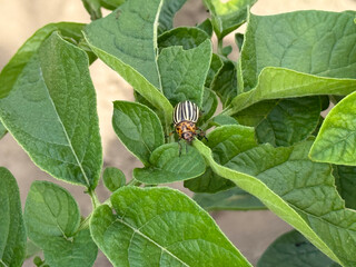 colorado potato beetle on green leaf, garden pest, agriculture concept