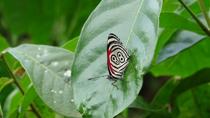 Colorful butterfly on a leaf in Iguazú Park, Misiones, Argentina