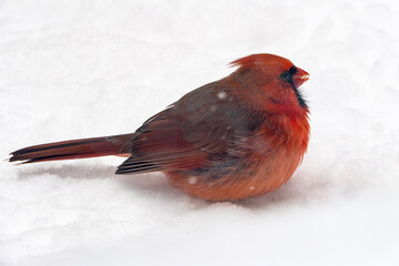 A Male Northern Cardinal Eating Seeds on the Ground Covered with Snow