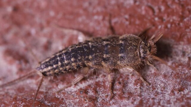 Detailed macro of a Common Silverfish Lepisma saccharina in a fixed position, close-up of a grey primitive wingless insect highlighting its three tail-like appendages and sensory antennae