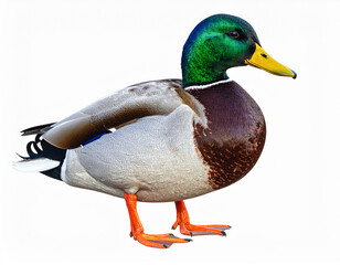 Obraz premium Ente