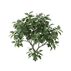 Obraz premium Mature tree with lush green leaves and small fruits on branches