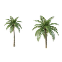 Obraz premium Two green palm trees on black background for design