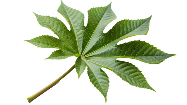 Vibrant Green Castor Bean Leaf Isolated on White Background, Ricinus Communis Foliage for Botanical Design