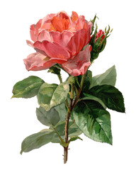 Fototapeta premium Watercolor Illustration of Pink Rose with Bud