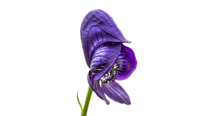 Deep Purple Monkshood Flower Isolated on White Background for Botanical and Medicinal Herb Illustrations