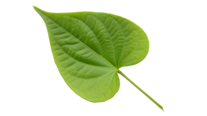 Vibrant Green Heart Shaped Leaf Isolated on White Background for Eco Friendly and Love Nature Concepts