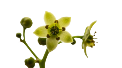 Macro Shot of a Small Delicate Greenish Yellow Flower Isolated on White Background for Botanical Studies