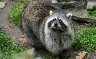 portrait of a cute racoon with a beautiful face mask
