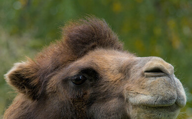 beautiful portrait of a brown camel