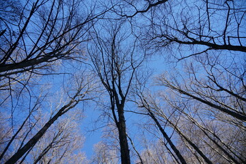 Looking Up at Bare Winter Trees Against Clear Blue Sky