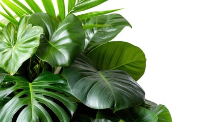 Embracing tropical vibes with lush green plant arrangement indoors