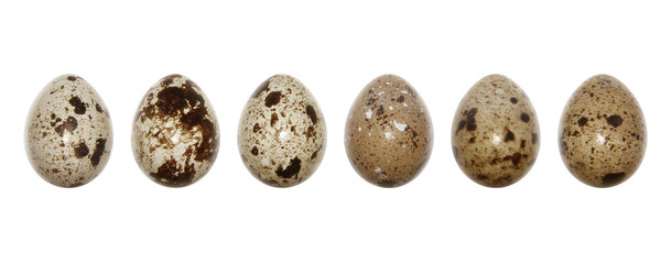Fototapeta premium QUAIL EGGS SEEN FROM THE FRONT