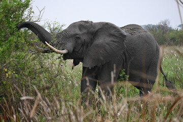 Obraz premium elephant