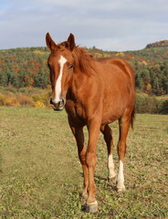 Obraz premium A brown horse is standing in a field with green grass
