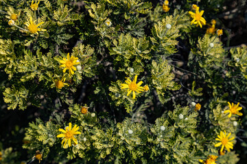 High angle shot of yellow flowers of Euryops pectinatus (grey-leaved daisy) with green fern-like foliage. Wild Mediterranean flora in the bright sunlight. September, Turkey.