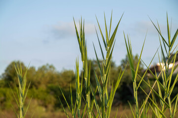 Close up of green reeds with sharp leaves against blurred forest background . Wild Mediterranean vegetation in evening light. Turkey.