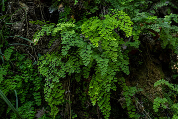 Close up of green maidenhair fern growing on wet rocks near Gizlikent waterfall. Lush tropical foliage in shady mountain cave. September, Turkey.