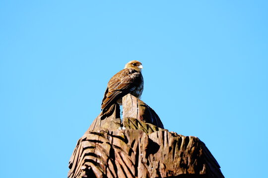 (Daptrius chimango) chimango standing on a wooden statue