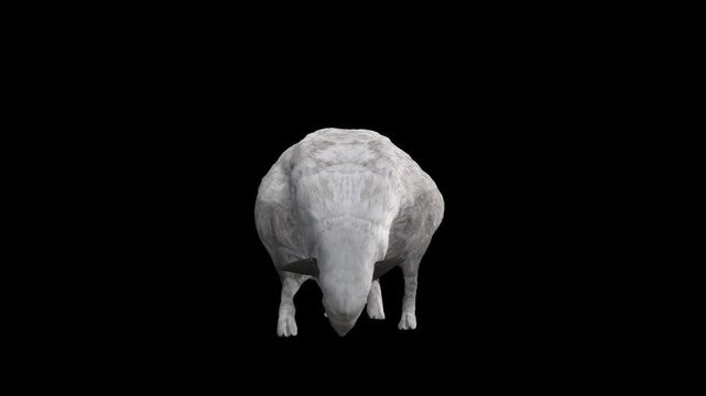 3D sheep or lamb eating grass animation with front View on black Screen, 4K Ram grazing isolated on alpha channel premultiplied with black and white matte, perfect for digital composition, 3d mapping