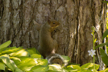 Squirrel climbing up a tree