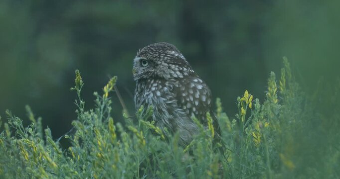 Owl in foggy morning. Little owl, Athene noctua, perched in yellow flowers. Owl of Athena masking in natural habitat. Beautiful bird with yellow eyes. Wild spring nature. Wildlife scene, green forest.
