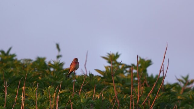 A male common linnet (Linaria cannabina) sitting in the top of a shrub just before sunset.