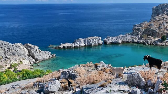 St Pauls Bay with goats near Lindos on Rhodes, Greece